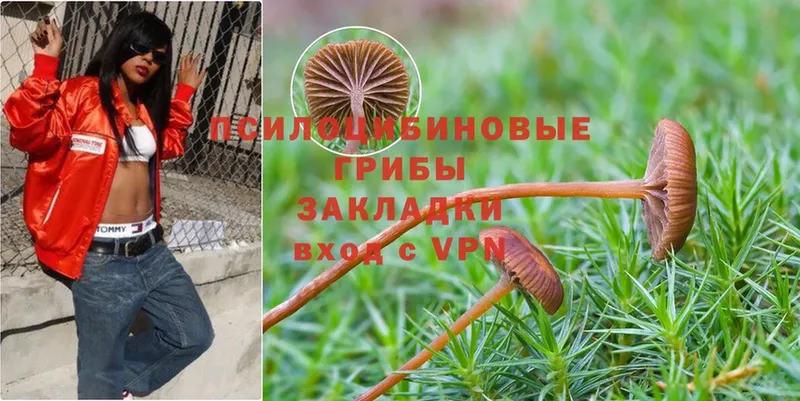 Псилоцибиновые грибы Psilocybine cubensis  Шарыпово 